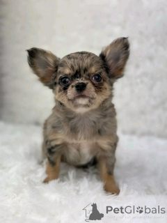 Photo №2 to announcement № 137130 for the sale of chihuahua - buy in Germany 