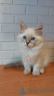 Additional photos: Kittens of breed Siberian and Neva Masquerade