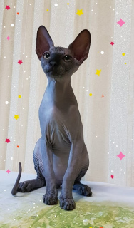 Photo №1. sphynx-katze - for sale in the city of Odessa | 400$ | Announcement № 3003