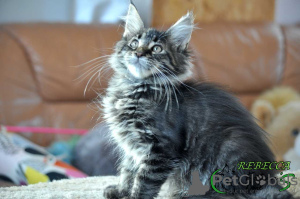 Photo №3. Maine Coon female Forest color. Russian Federation