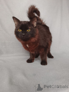 Photo №4. I will sell  in the city of Moscow river. private announcement - price - Is free