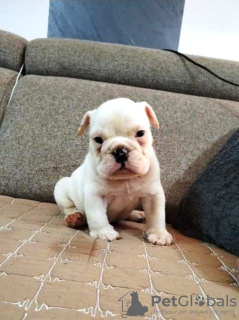 Photo №4. I will sell english bulldog in the city of Werbass.  - price - negotiated