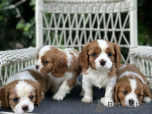 Photo №1. cavalier king charles spaniel - for sale in the city of Berlin | 753$ | Announcement № 138860