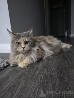 Photo №4. I will sell maine coon in the city of Innsbruck. breeder - price - 612$