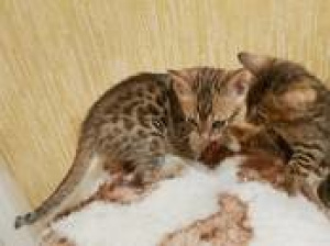 Photo №4. I will sell abyssinian cat in the city of Riga. private announcement, breeder - price - 388$