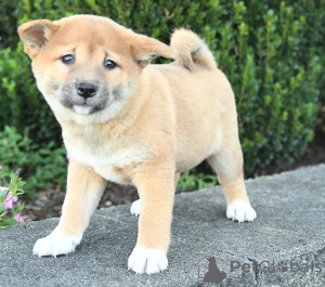Photo №2 to announcement № 158411 for the sale of shiba inu - buy in Sweden 