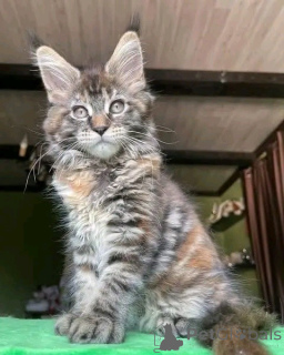 Photo №1. maine coon - for sale in the city of Bayerisch Eisenstein | negotiated | Announcement № 171577