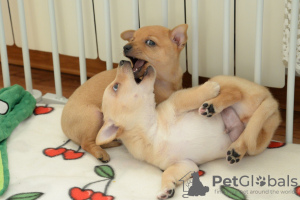 Photo №1. portuguese podengo - for sale in the city of Москва | negotiated | Announcement № 131691