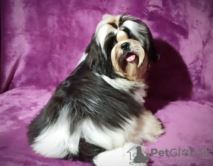 Photo №4. I will sell shih tzu in the city of Долинская. breeder - price - negotiated