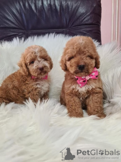 Photo №3. Labradoodle puppies F1B. Serbia