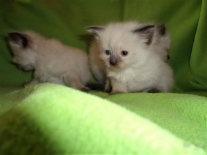 Photo №2 to announcement № 2634 for the sale of thai cat - buy in Russian Federation private announcement, breeder