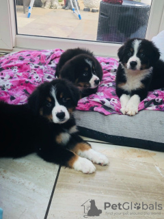 Photo №3. Sweet Bernese Mountain puppies. United States