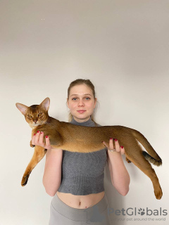 Photo №1. Mating service - breed: abyssinian cat. Price - 51$