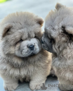 Photo №2 to announcement № 166635 for the sale of chow chow - buy in Czech Republic 