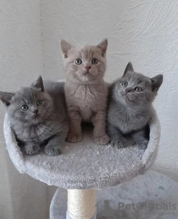 Photo №1. british shorthair - for sale in the city of Афины | Is free | Announcement № 126135