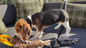 Additional photos: Affordable Beagle home bred puppies!