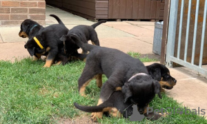 Photo №1. rottweiler - for sale in the city of Hanko | Is free | Announcement № 110694