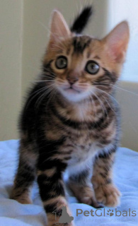 Photo №1. bengal cat - for sale in the city of Berlin | 250$ | Announcement № 155488