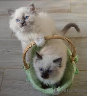 Photo №3. Ragdoll Kittens. Germany
