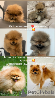 Photo №1. pomeranian - for sale in the city of Ternopil | 1000$ | Announcement № 41996