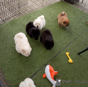 Photo №3. Chow Chow puppies. Estonia