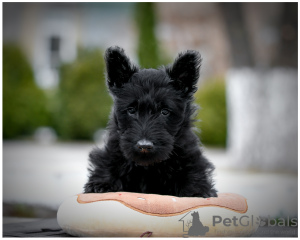 Photo №2 to announcement № 18317 for the sale of scottish terrier - buy in Belarus 