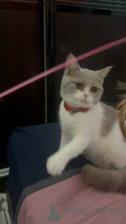 Photo №3. GCCF Lilac & White British Shorthair 9 Months Vaccinated & Chipped London. United Kingdom