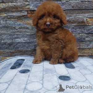 Photo №4. I will sell poodle (toy) in the city of Kraljevo.  - price - negotiated