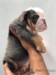 Photo №1. english bulldog - for sale in the city of Helsinki | 475$ | Announcement № 123834