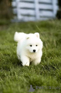 Photo №2 to announcement № 135420 for the sale of samoyed dog - buy in Poland breeder