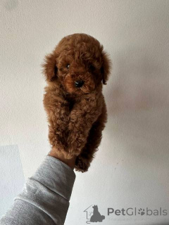 Photo №2 to announcement № 151140 for the sale of poodle (dwarf) - buy in Serbia 