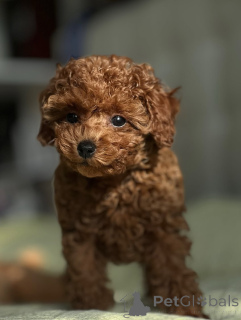 Photo №3. Poodle Puppies For Adoption contact whatsapp business 447450021323. Finland