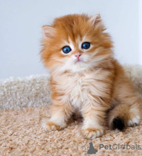 Photo №2 to announcement № 98202 for the sale of persian cat - buy in United States private announcement