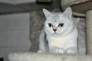 Photo №2 to announcement № 2629 for the sale of scottish fold - buy in Russian Federation from nursery, breeder