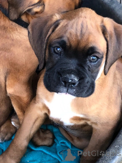 Photo №1. boxer - for sale in the city of Halle | 723$ | Announcement № 172757