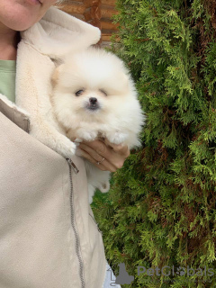 Photo №1. pomeranian - for sale in the city of Würzburg | 280$ | Announcement № 27902