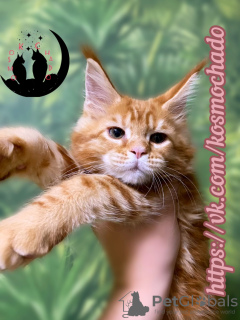 Photo №1. maine coon - for sale in the city of Saratov | 586$ | Announcement № 96579