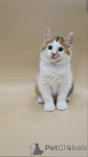 Photo №2 to announcement № 145997 for the sale of kurilen bobtail - buy in Belarus private announcement, from nursery, breeder