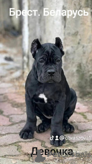 Photo №1. cane corso - for sale in the city of Brest | 700$ | Announcement № 91653
