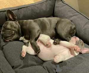 Additional photos: French bulldog puppies for sale