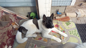 Photo №1. american akita - for sale in the city of St. Petersburg | 0$ | Announcement № 6253