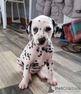 Photo №3. Beautiful Dalmatian Puppies,. United States