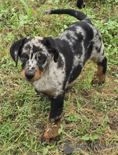 Photo №2 to announcement № 143487 for the sale of beauceron - buy in France breeder