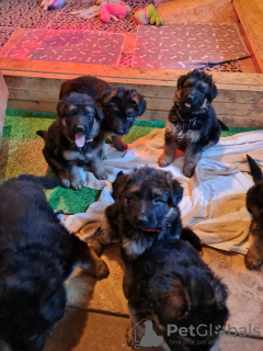 Photo №3. German Shepherd Pups - For sale. Australia