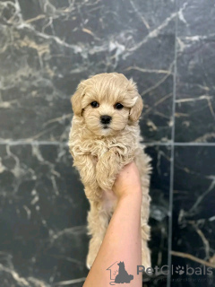Photo №2 to announcement № 139079 for the sale of maltipu - buy in Germany private announcement, breeder