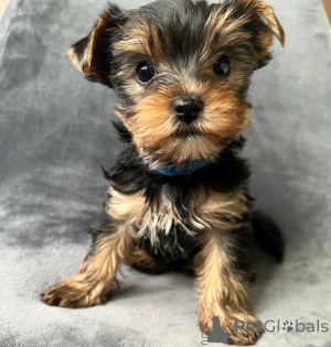 Photo №2 to announcement № 168863 for the sale of yorkshire terrier - buy in Germany 