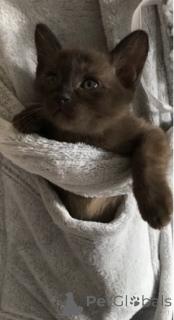Photo №3. Adorable Burmese Kittens Looking for a Loving Family. United Kingdom