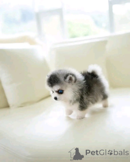 Photo №4. I will sell siberian husky in the city of Berlin. breeder - price - negotiated