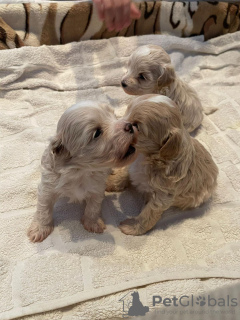 Photo №2 to announcement № 19282 for the sale of maltipu - buy in Belarus breeder
