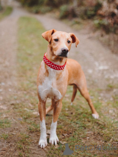 Photo №1. non-pedigree dogs - for sale in the city of St. Petersburg | Is free | Announcement № 162509